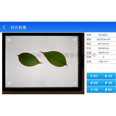 ����Ҷ���������