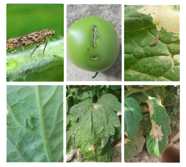 ճ����ϵķ���ǱҶ����ô��������������һ�ľ�֪����