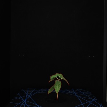 �������Ӷ�ά