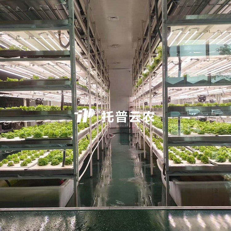 ֲ��������/