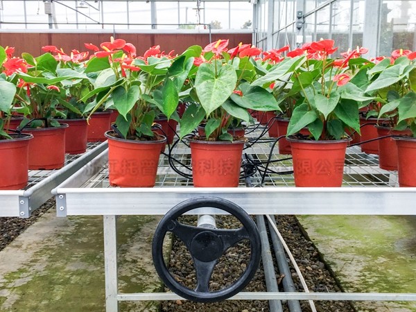 ºìÕÆÝªÖ²ÇøÓò ºìÕÆÝªÖ²ÇøÓò