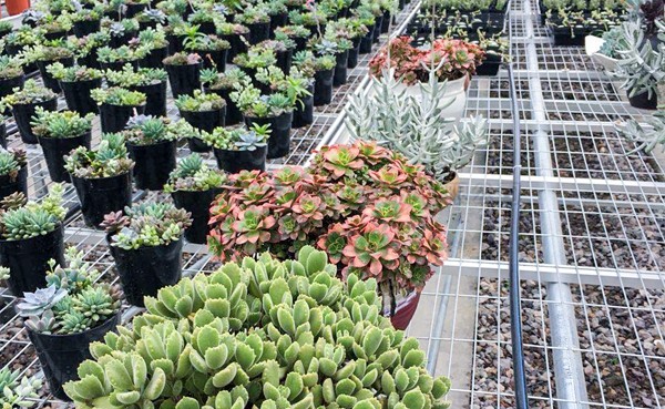 ¶àÈâÝªÖ²Çø ¶àÈâÝªÖ²Çø