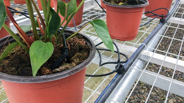 ºìÕÆÝªÖ²ÇøÓò ºìÕÆÝªÖ²ÇøÓò