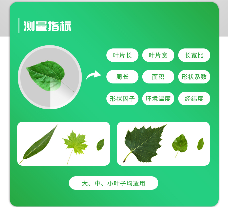 ����Ҷ���������