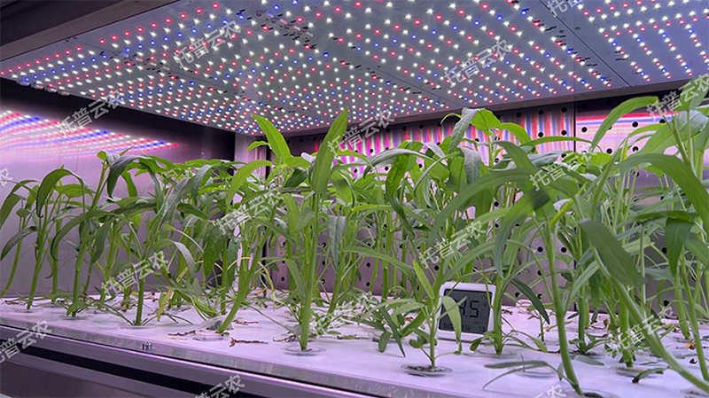 1745917641653478.png ͼƬ3.png