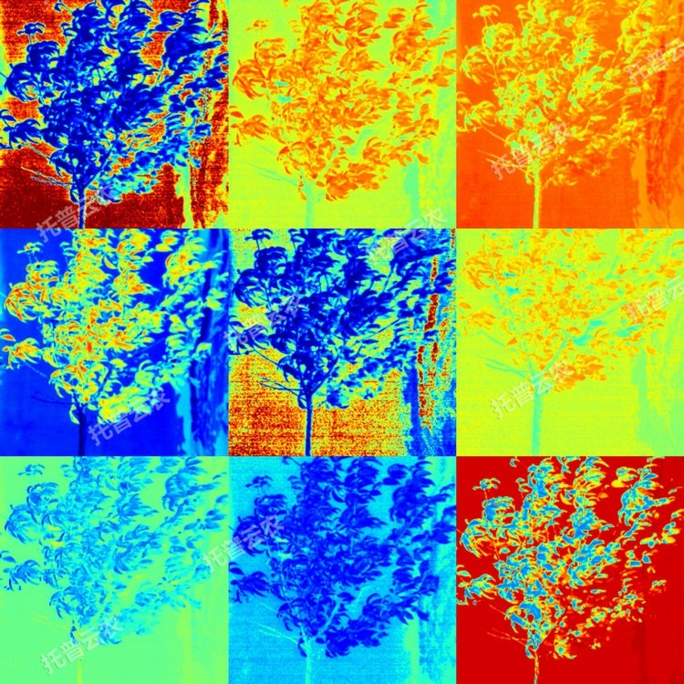 1764927165345258.jpg ¹ûÊ÷ÆÊÎöͼ2.JPG